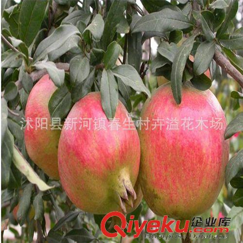 盆栽菊花 菊花苗 四季菊花 菊花小苗 當年開花 多個品種泡茶