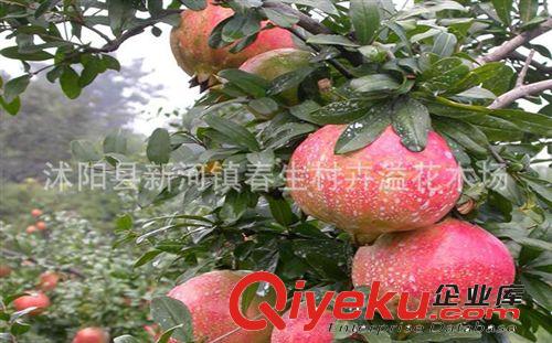 批發(fā)果樹苗 突尼斯軟籽甜石榴樹苗 甜石榴苗 優(yōu)質(zhì)品種果樹苗原始圖片2