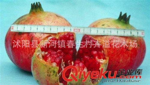 批發(fā)果樹苗 突尼斯軟籽甜石榴樹苗 甜石榴苗 優(yōu)質(zhì)品種果樹苗原始圖片3