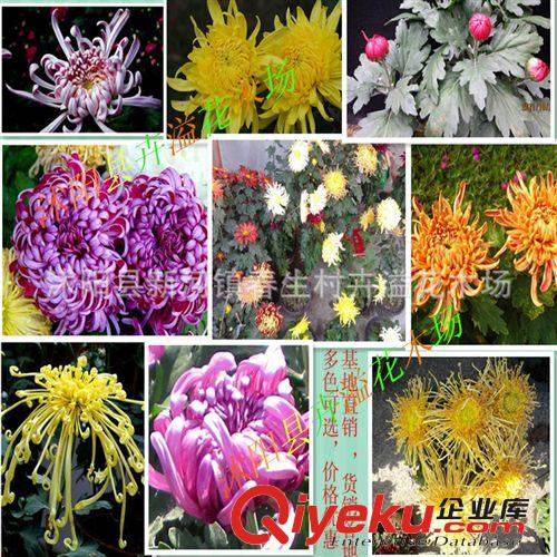 盆栽四季草莓苗 優質奶油等草莓苗 四季果樹苗 當年結果