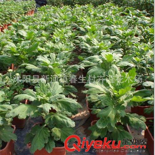盆栽菊花 菊花苗 四季菊花 菊花小苗 當年開花 多個品種泡茶原始圖片2
