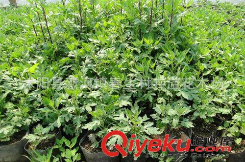 盆栽菊花 菊花苗 四季菊花 菊花小苗 當年開花 多個品種泡茶原始圖片3