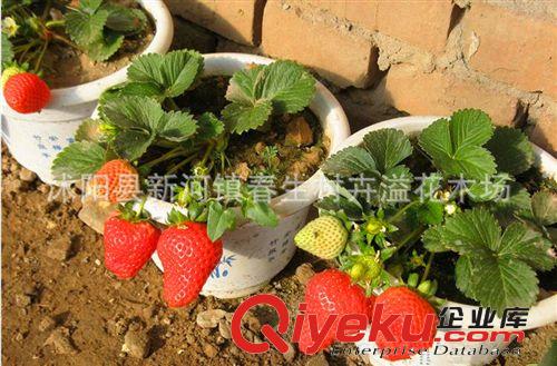 盆栽四季草莓苗 優質奶油等草莓苗 四季果樹苗 當年結果原始圖片2