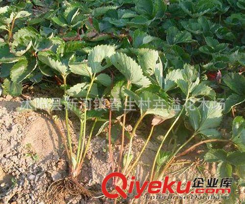 盆栽四季草莓苗 優質奶油等草莓苗 四季果樹苗 當年結果原始圖片3