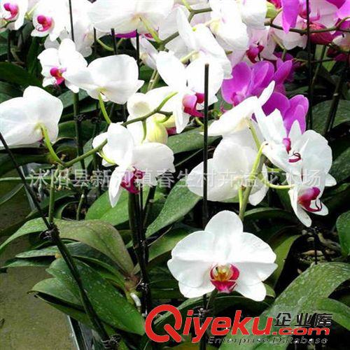 夏季{sx}驅(qū)蚊草 香草種子  驅(qū)蚊草苗 種子批發(fā)