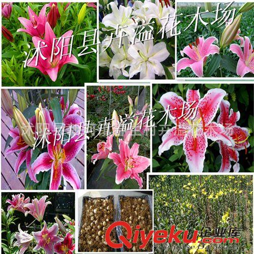 臺灣牛奶大青棗苗 翠蜜嫁接棗苗 新品種水果樹苗 風味獨特