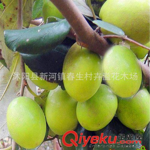 彩包花卉種子 彩色仙人球 多肉植物 形態(tài)奇特 花色嬌艷