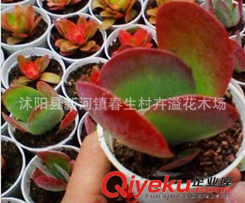 基地現(xiàn)貨供應(yīng)批發(fā) 優(yōu)質(zhì)多肉植物 唐印小盆栽  室內(nèi)迷你植物原始圖片2