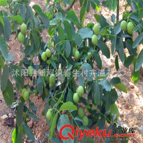 基地現(xiàn)貨供應(yīng)批發(fā) 優(yōu)質(zhì)多肉植物 唐印小盆栽  室內(nèi)迷你植物