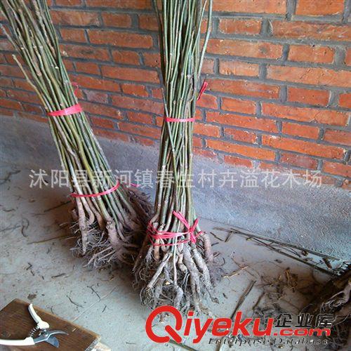長(zhǎng)期供應(yīng) 薄皮核桃苗 優(yōu)質(zhì)清香核桃果樹(shù)苗木原始圖片3