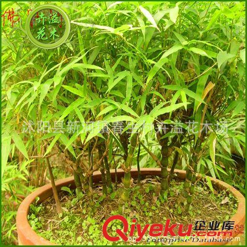 多肉植物 批發(fā)蘆薈苗 庫拉索蘆薈 蘆薈食用 美容 盆栽