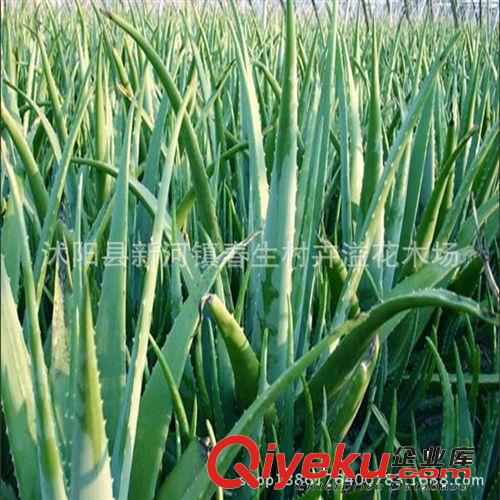 盆栽優惠價 室內高檔觀葉植物 金錢樹小盆栽 凈化空氣 觀賞植物