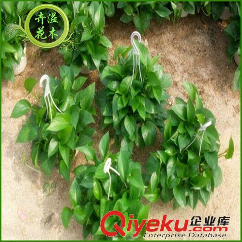 長期供應 綠蘿吊蘭盆景 落葉性綠蘿盆景盆栽