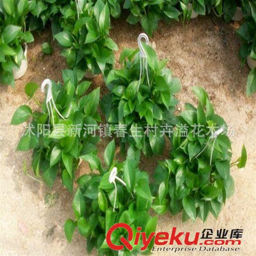 長期供應 綠蘿吊蘭盆景 落葉性綠蘿盆景盆栽原始圖片3