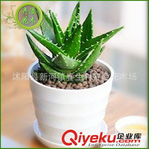 長期供應 綠蘿吊蘭盆景 落葉性綠蘿盆景盆栽