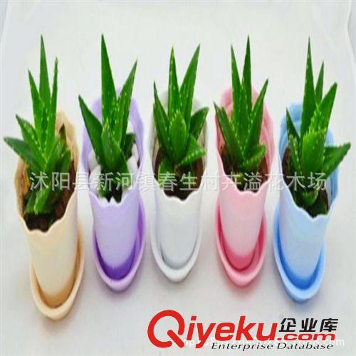 批發供應 室內迷你盆栽植物 不夜城美容護膚蘆薈原始圖片2