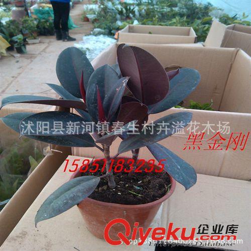 批發供應 室內迷你盆栽植物 不夜城美容護膚蘆薈