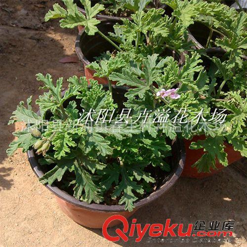 直銷盆栽花卉 球根植物 荷蘭進口百合種球混裝