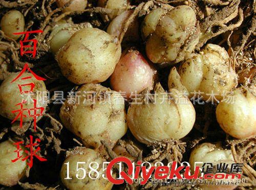 直銷盆栽花卉 球根植物 荷蘭進口百合種球混裝原始圖片2