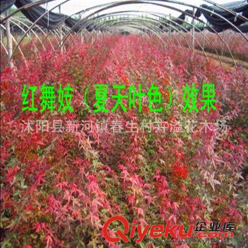 批發(fā)室內盆栽gd花卉 墨西哥鐵樹 巴西鐵樹 凈化空氣
