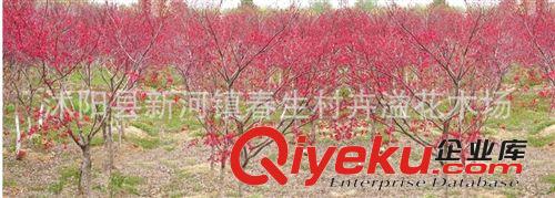 日本紅楓小苗 基地直銷 嫁接苗 品種zz 日本紅楓樹苗 現(xiàn)貨原始圖片3