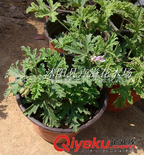 夏季{sx}驅蚊草 香草種子  驅蚊草苗 種子批發