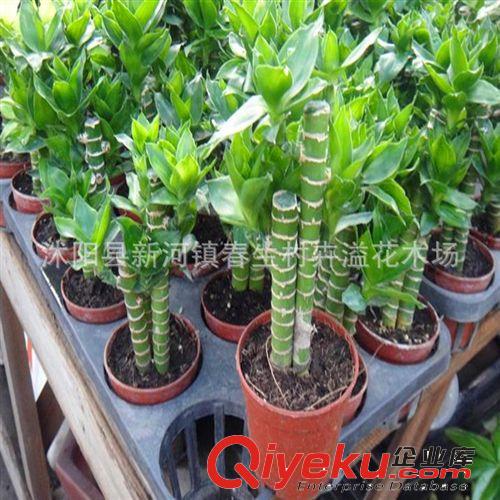 荷花竹 蓮花竹 開運竹 多株組合 桌面小盆栽 常綠植物 水培土培