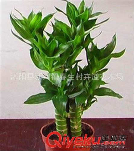 荷花竹 蓮花竹 開運竹 多株組合 桌面小盆栽 常綠植物 水培土培原始圖片2