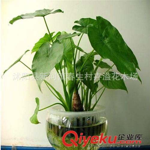 供應辦公室綠色多肉植物 吸收有害氣體 滴水觀音 千手觀音可水培
