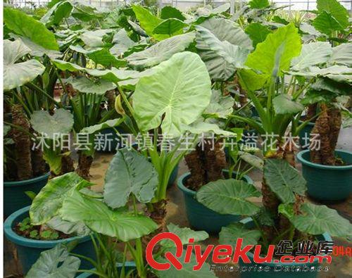 供應辦公室綠色多肉植物 吸收有害氣體 滴水觀音 千手觀音可水培
