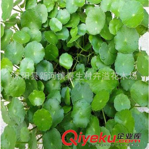 批發供應銅錢草 水培植物 盆栽花卉 室內盆栽植物 想賺錢先養錢