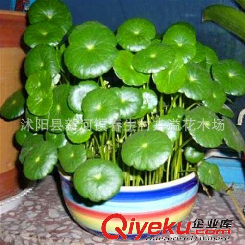 批發(fā)供應銅錢草 水培植物 盆栽花卉 室內(nèi)盆栽植物 想賺錢先養(yǎng)錢原始圖片2