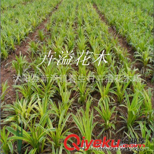 卉溢批發金邊麥冬600萬芽 常年銷售  量大優惠