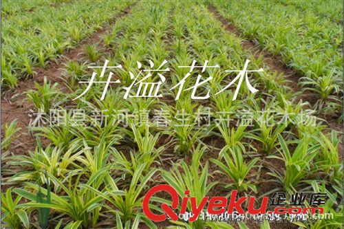 卉溢批發金邊麥冬600萬芽 常年銷售  量大優惠