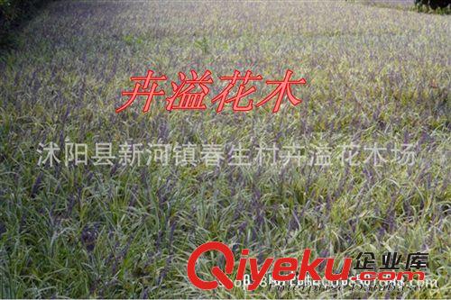 卉溢批發金邊麥冬600萬芽 常年銷售  量大優惠