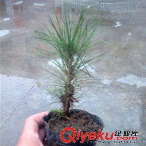 【建大園藝苗木】供應高桿蒲葦小苗 綠化植物 各種規格
