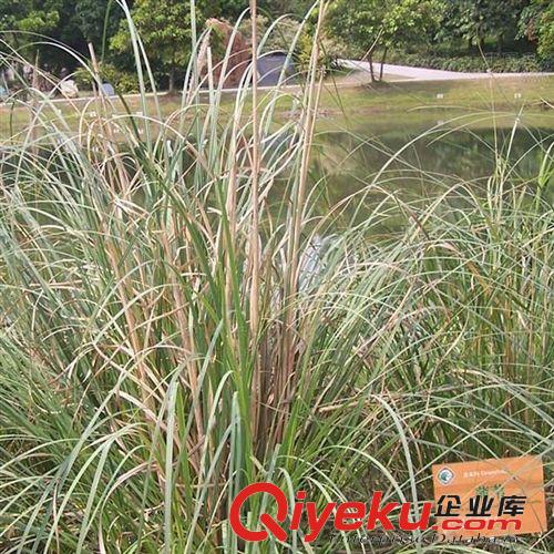 【建大園藝苗木】供應高桿蒲葦小苗 綠化植物 各種規格