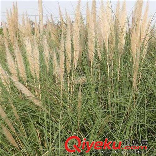 【建大園藝苗木】供應高桿蒲葦小苗 綠化植物 各種規格原始圖片2
