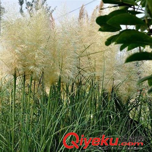 【建大園藝苗木】供應高桿蒲葦小苗 綠化植物 各種規格原始圖片3