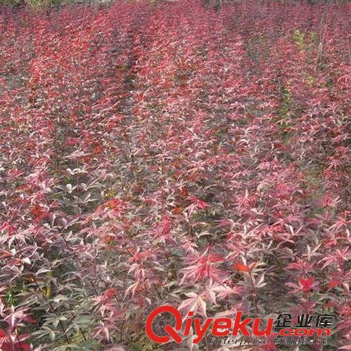 【建大園藝苗木】供應高桿蒲葦小苗 綠化植物 各種規格