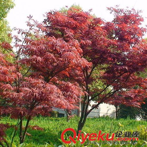 【建大園藝】供應紅楓苗木 北美紅楓 現貨充足 園林綠化苗木原始圖片2