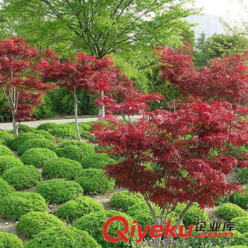 【建大園藝】供應紅楓苗木 北美紅楓 現貨充足 園林綠化苗木原始圖片3