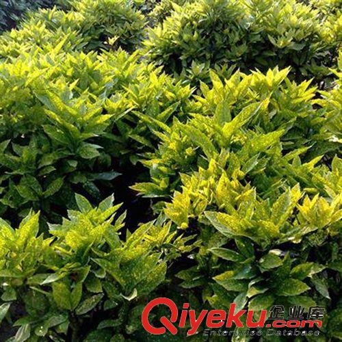 【建大園藝苗木】供應(yīng)桃葉珊瑚苗木 綠化苗木 各種規(guī)格 量大優(yōu)惠原始圖片2