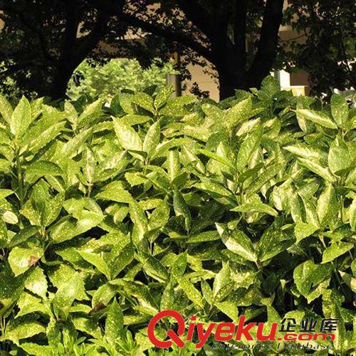 【建大園藝苗木】供應(yīng)桃葉珊瑚苗木 綠化苗木 各種規(guī)格 量大優(yōu)惠原始圖片3