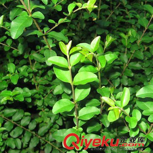 【建大園藝苗木】供應(yīng)桃葉珊瑚苗木 綠化苗木 各種規(guī)格 量大優(yōu)惠