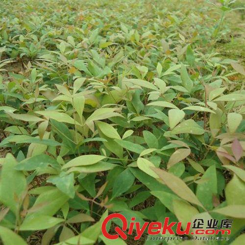 【建大園藝苗木】供應(yīng)雪松小苗 各種規(guī)格 綠化苗木 量大優(yōu)惠