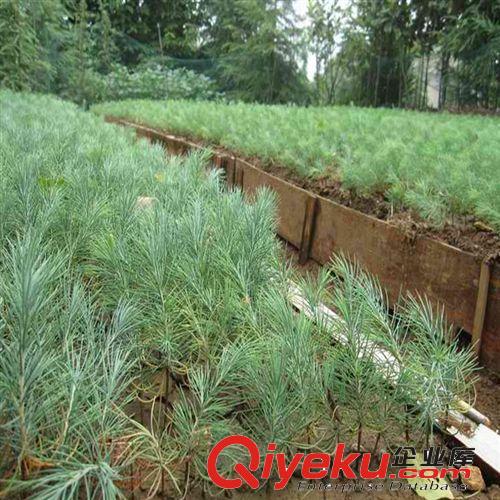 【建大園藝苗木】供應(yīng)雪松小苗 各種規(guī)格 綠化苗木 量大優(yōu)惠