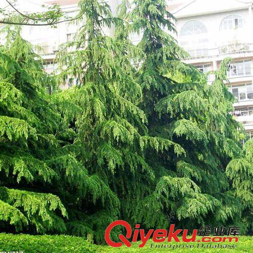【建大園藝苗木】供應(yīng)雪松小苗 各種規(guī)格 綠化苗木 量大優(yōu)惠原始圖片2