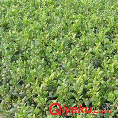 【建大園藝苗木】龜甲冬青小苗 各種規(guī)格 量大優(yōu)惠原始圖片2
