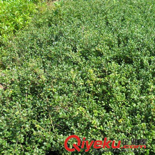 【建大園藝苗木】龜甲冬青小苗 各種規(guī)格 量大優(yōu)惠原始圖片3